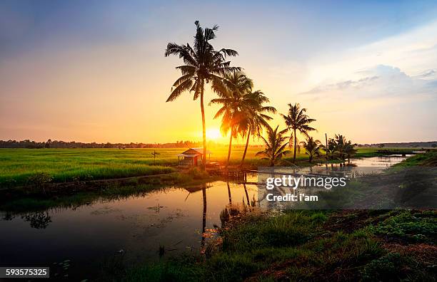 sunset at the paddy field - kuala lumpur landscape stock pictures, royalty-free photos & images