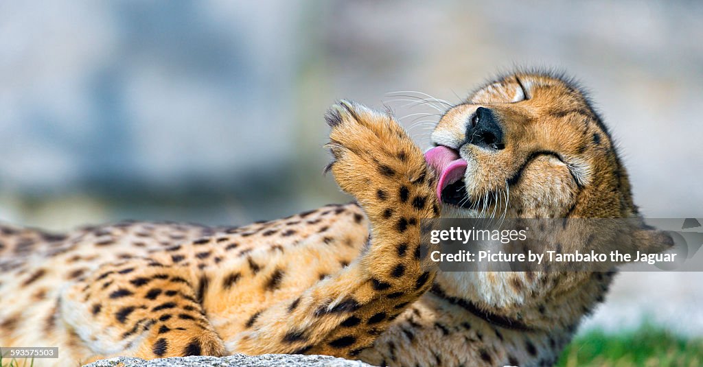 Cheetah licking his paw