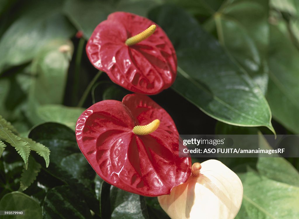 Anthurium, Kanagawa Prefecture, Japan