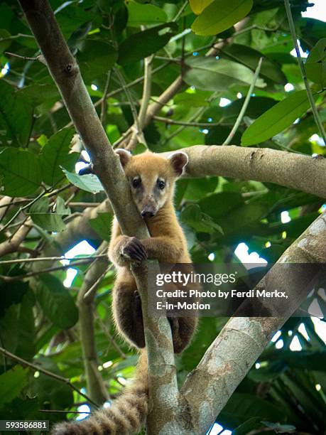 young coati pantanal - coati stock-fotos und bilder