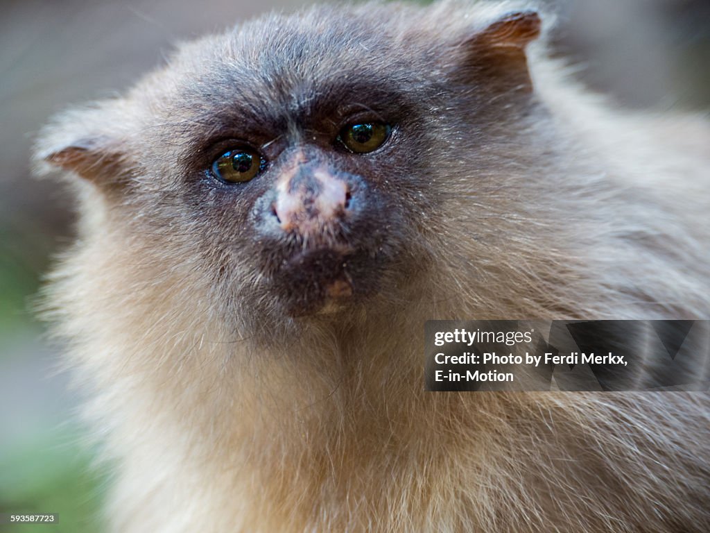 Black Tailed Marmoset