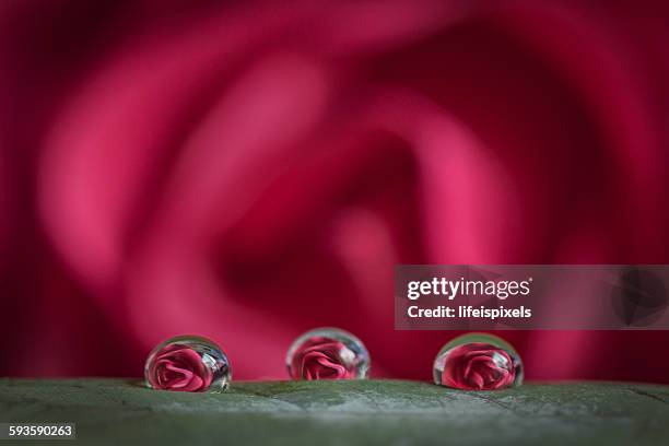 rose drops - lifeispixels stock pictures, royalty-free photos & images