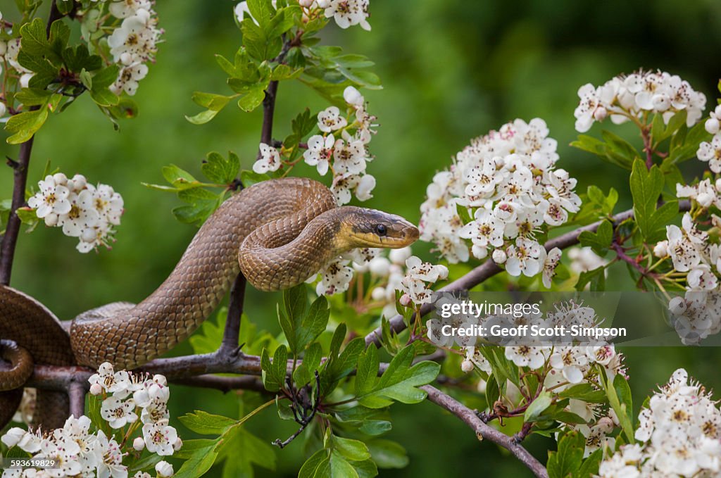 Aesculapian snake, Zamenis longissimus
