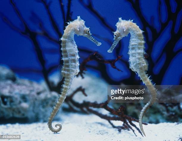 63 Seahorse No People Two Animals Photos and Premium High Res Pictures -  Getty Images