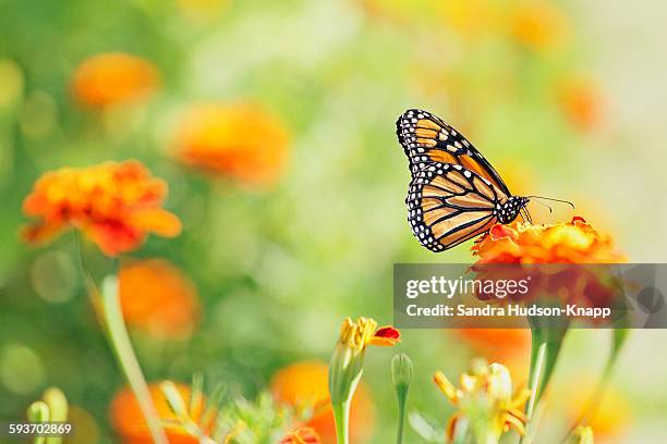 monarch butterfly - farfalle foto e immagini stock
