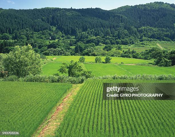 rice field, yamagata prefecture, japan. - yamagata prefecture bildbanksfoton och bilder