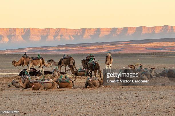 camels in the sahara desert, morocco - dromedary camel bildbanksfoton och bilder