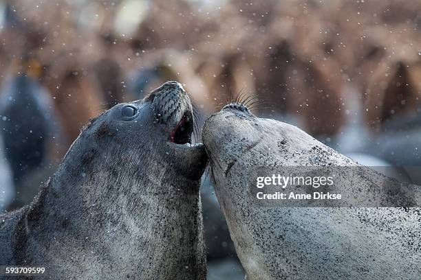 elephant seal pups playing - elephant seal fight stock pictures, royalty-free photos & images