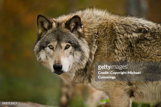 gray wolf - wolf stock-fotos und bilder