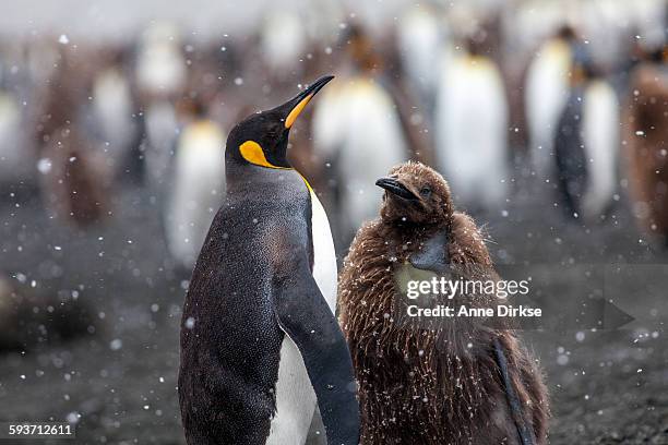 king penguin parent and baby - baby penguin imagens e fotografias de stock