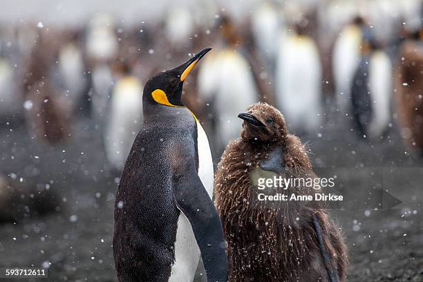 king penguin parent and baby - baby penguin 個照片及圖片檔