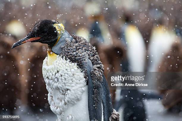 molting king penguin - mue photos et images de collection