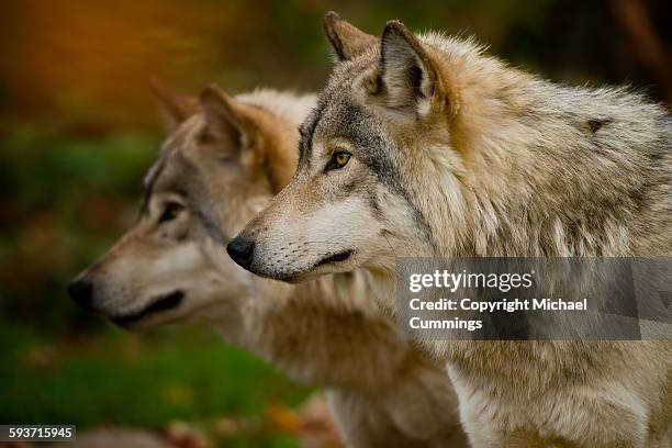 gray wolves - michael wolf stock pictures, royalty-free photos & images