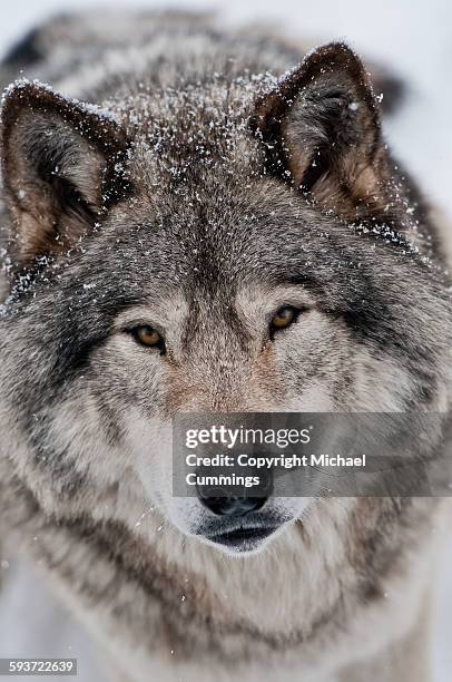 gray wolf - michael wolf - fotografias e filmes do acervo