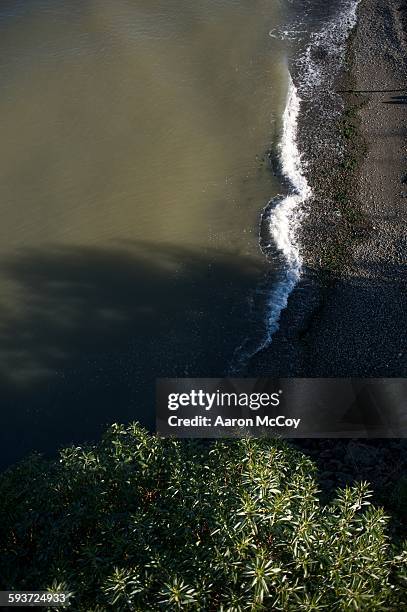 murky water - pacific madrone stockfoto's en -beelden