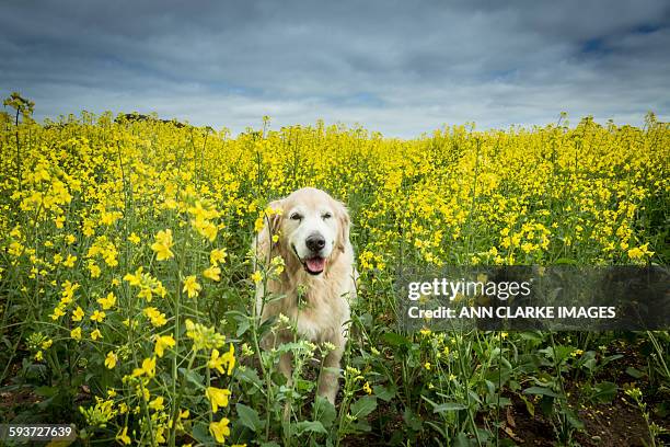 happy golden retriever in the golden canola field - angiosperma fotografías e imágenes de stock