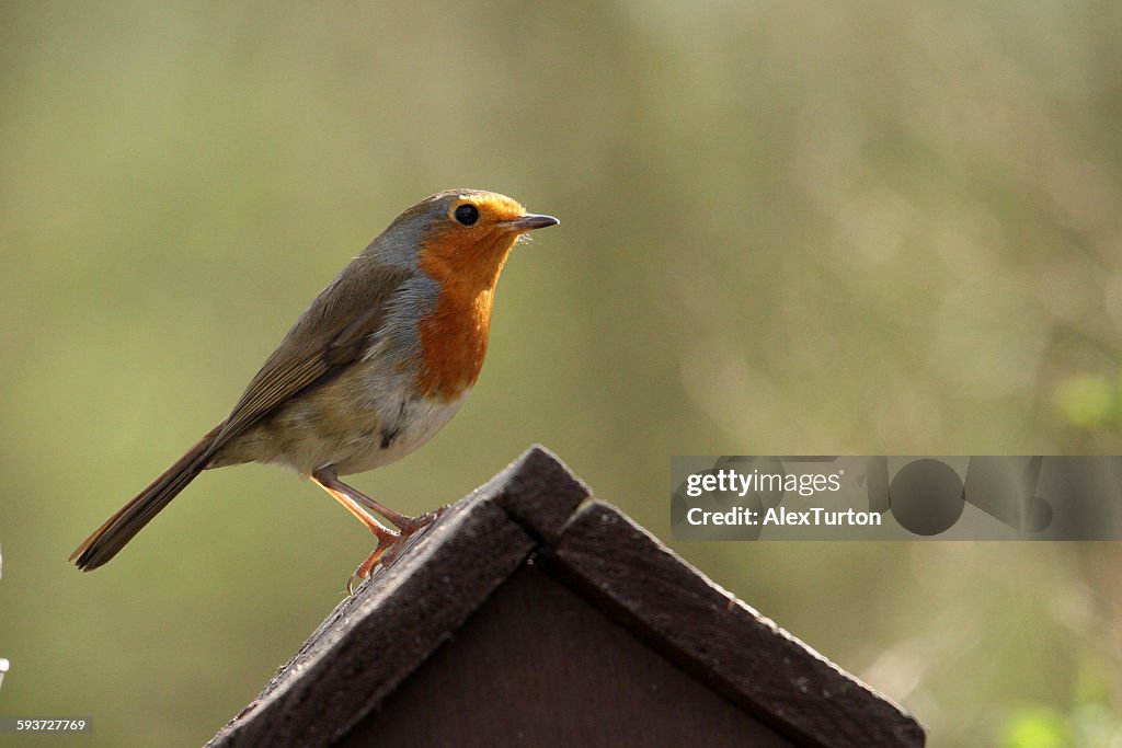 Robin on a bird house