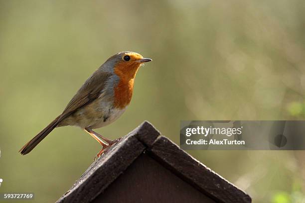 House Robi 126 Robin Bird House Stock Photos, High-Res Pictures, and Images ...