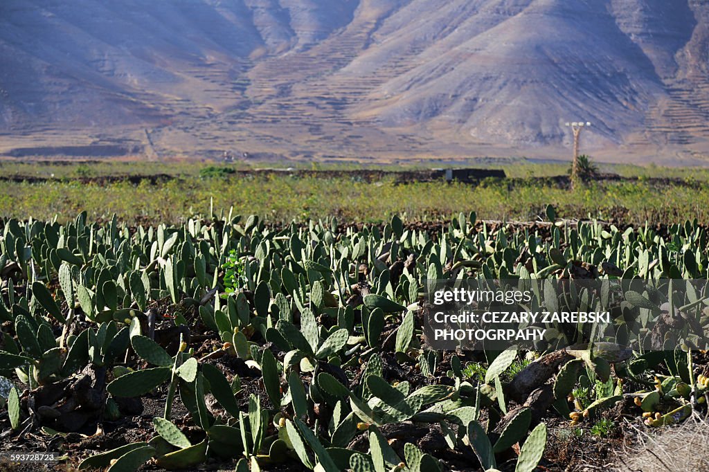 Cactus field in Lanzarote