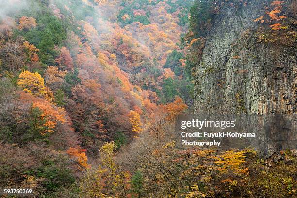 autumn leaves of gandate gorge, gihu, japan - tokai region stock-fotos und bilder