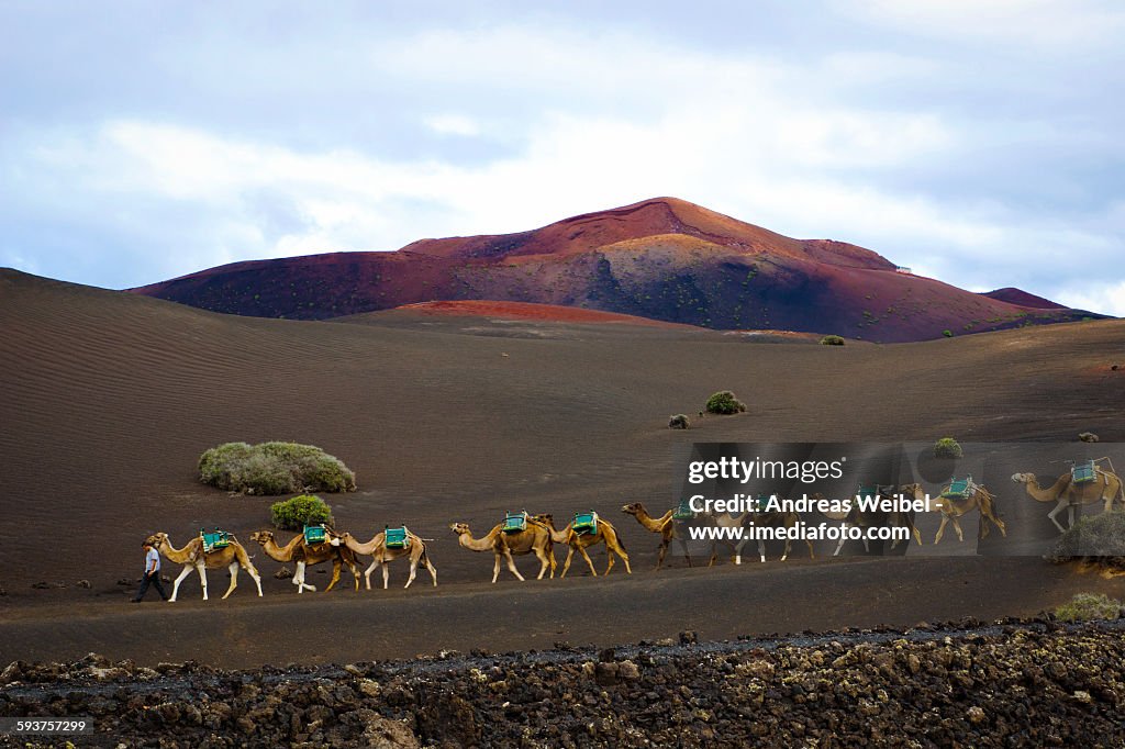 Camels in Timanfaya