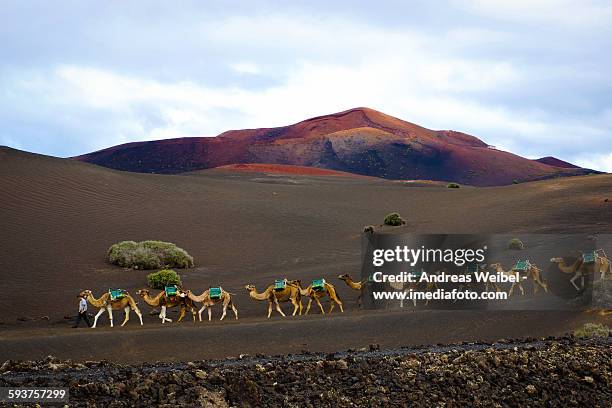 camels in timanfaya - lanzarote stockfoto's en -beelden