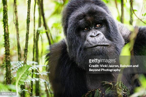 portrait of a silverback gorilla - munyinya of hirwa, rwanda - mountain gorilla stockfoto's en -beelden