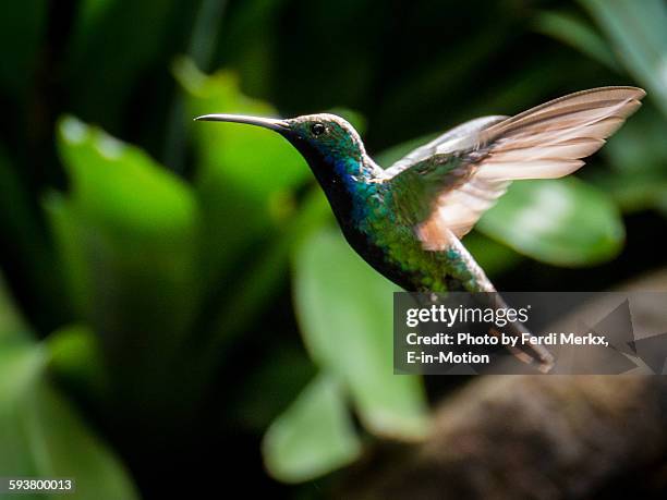 hummingbird argentina - fast shutter speed foto e immagini stock