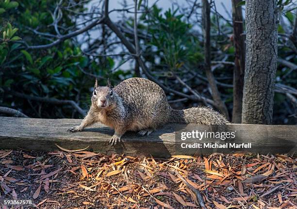 squirrel - mountain view stock pictures, royalty-free photos & images