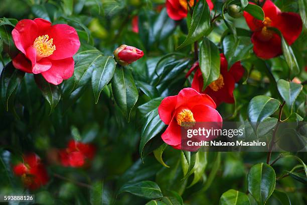 common camellia - camellia japonica stock pictures, royalty-free photos & images