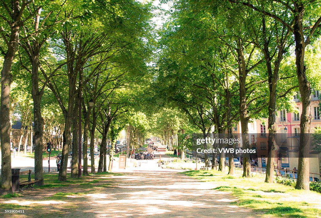 Avenue of trees leading to Chateau, Versailles