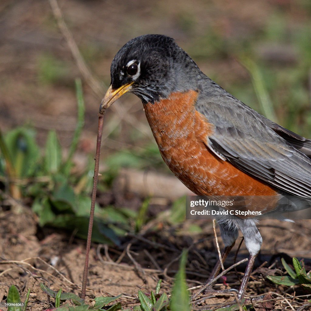 Robin Pulling Ritual Robin Pulling Worm Out Of Ground High-Res Stock Photo - Getty Images