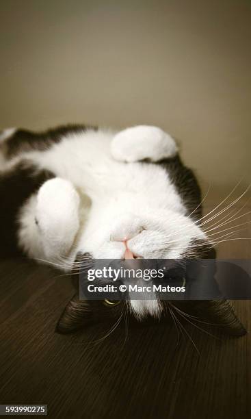 upside down cat on table - marc mateos stock pictures, royalty-free photos & images