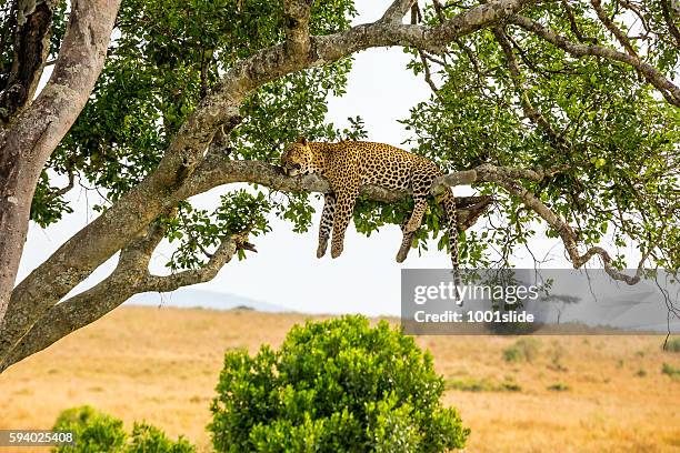 leopard sleeping full stomach with yellow balls - masai mara national reserve stock pictures, royalty-free photos & images