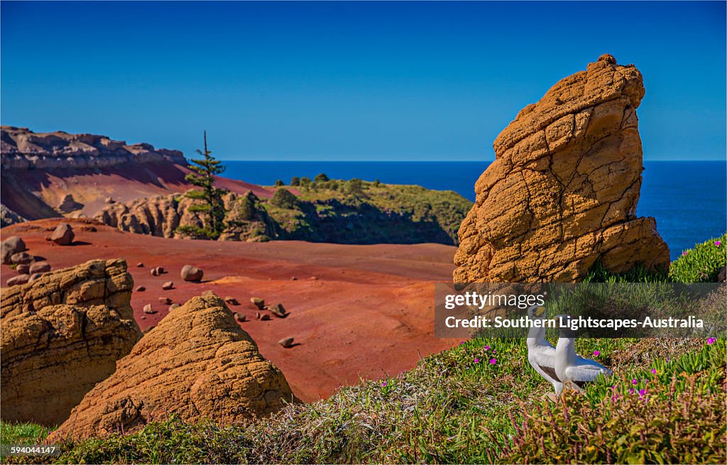 Masked Boobies on Phillip Island