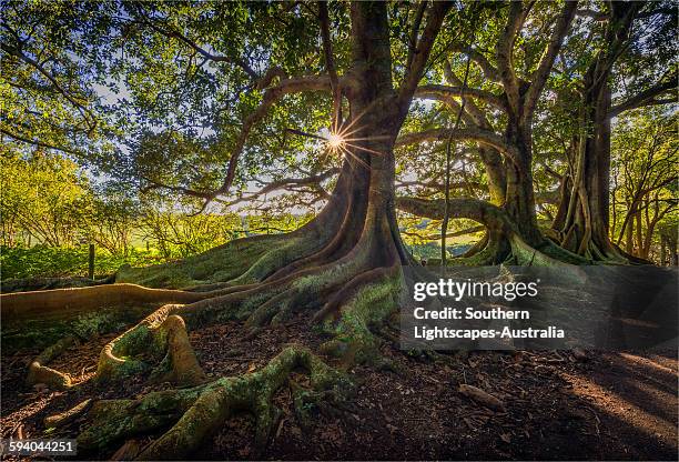 morton bay figtrees - radice foto e immagini stock
