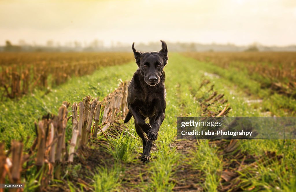 Labrador Retriver Running