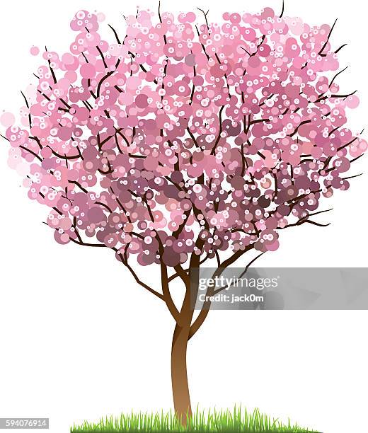 ilustrações, clipart, desenhos animados e ícones de árvore de flor de cerejeira  - cerejeira árvore frutífera