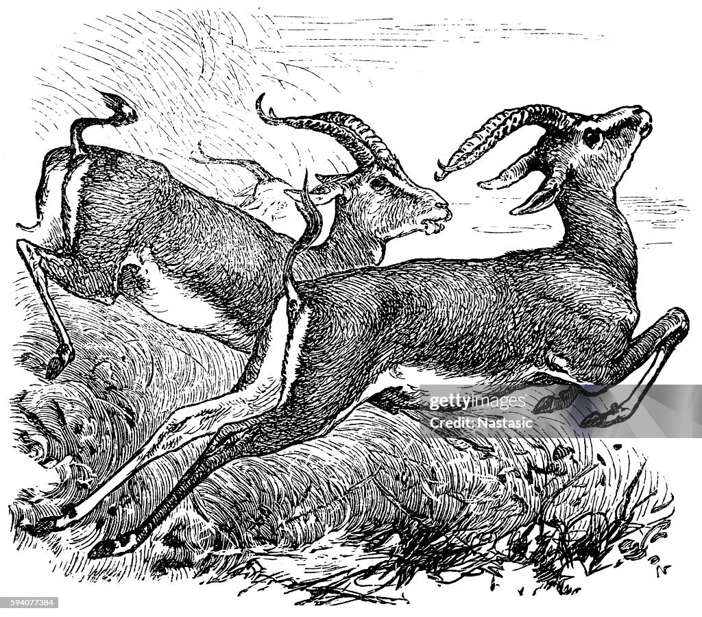 Dorcas Gazelle or Gazella dorcas or Ariel Gazelle