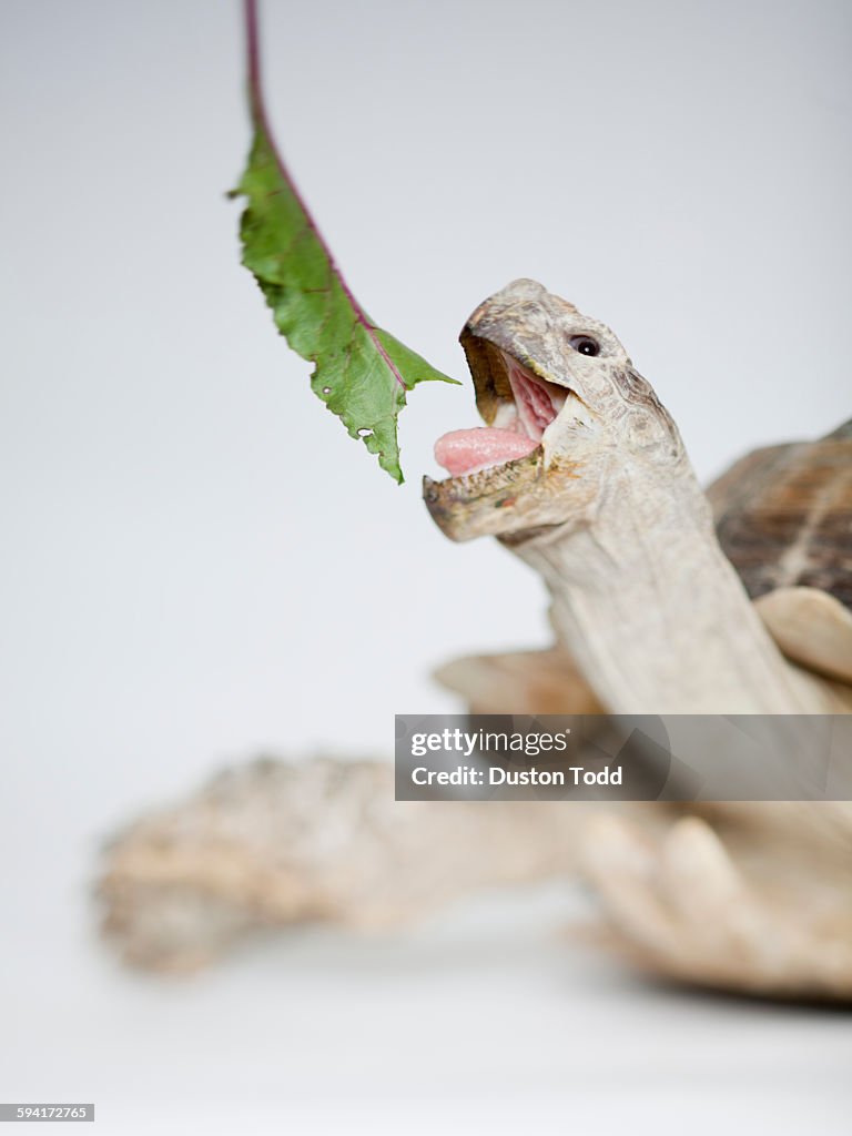 Close up of Russian Tortoise eating leaf