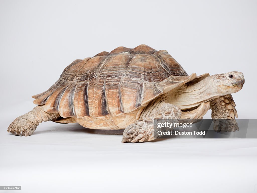 Close up of Russian Tortoise