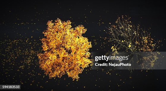 Fall Tree Top Angle High Angle View Of Tree During Autumn High-Res Stock Photo - Getty Images