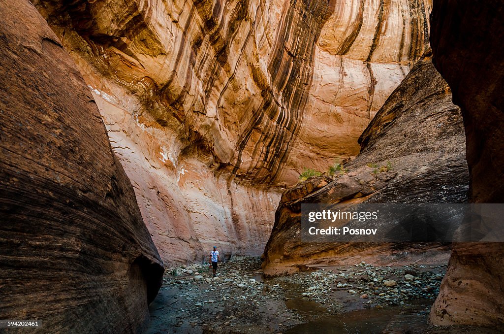 Willow Gulch