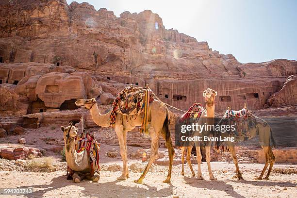 camels in petra - petra jordan stock pictures, royalty-free photos & images