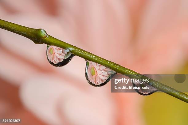 reflection of gerbera daisy flower in water drops - lifeispixels stock pictures, royalty-free photos & images