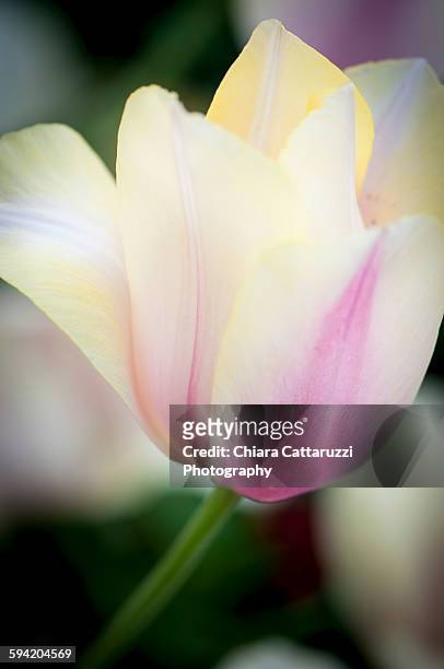 tulip - lily flowered tulip stockfoto's en -beelden