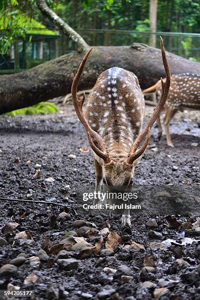 Java Ouse Deer 314 Java Deer Stock Photos, High-Res Pictures, and Images - Getty Images