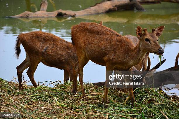 Java Ouse Deer 327 Java Deer Stock Photos, High-Res Pictures, and Images - Getty Images