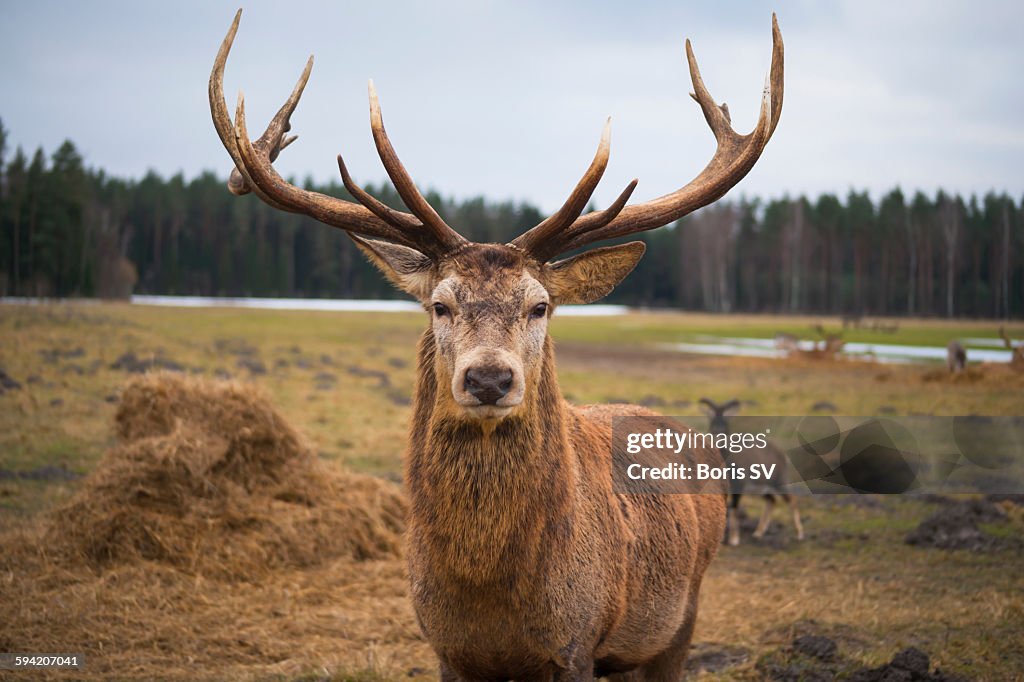 Red deer stag protecting its fawn