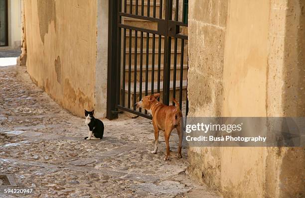 a stray dog and a cat in the streets of noto - cat gang stock pictures, royalty-free photos & images